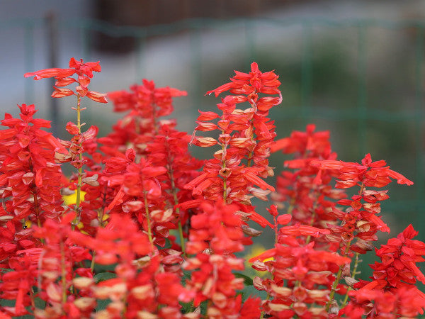 roter Salbei Blüten Salbeifeld
